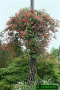 trumpet honeysuckle